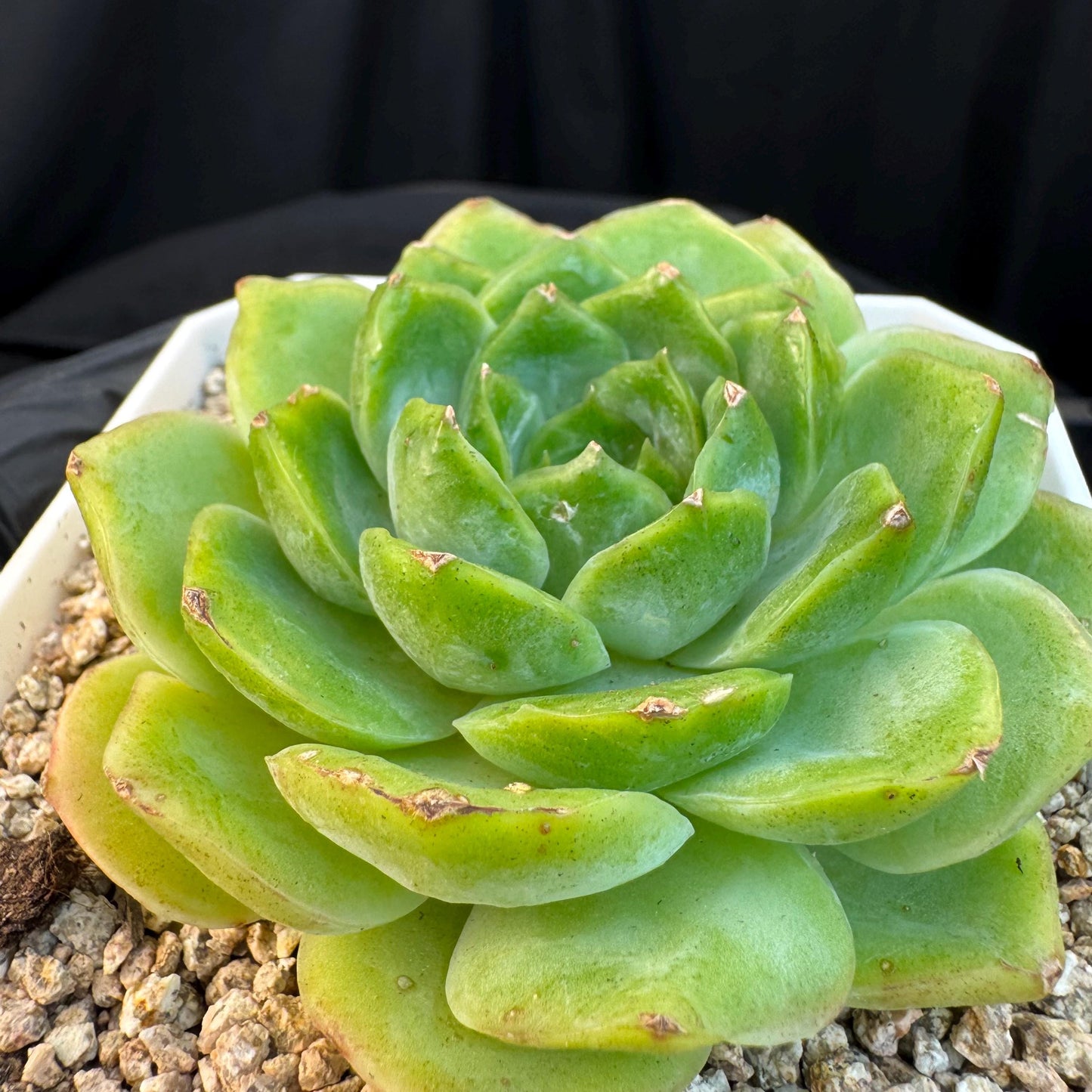 Echeveria ' green baby', single head, 3.4inches, S19
