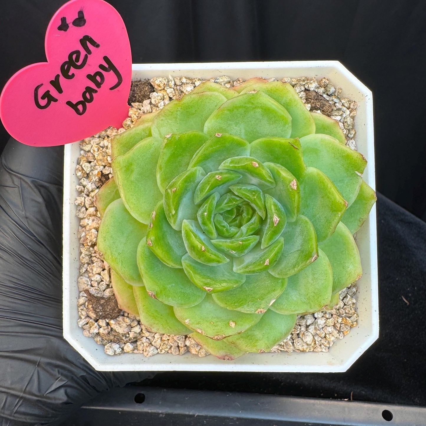 Echeveria ' green baby', single head, 3.4inches, S19