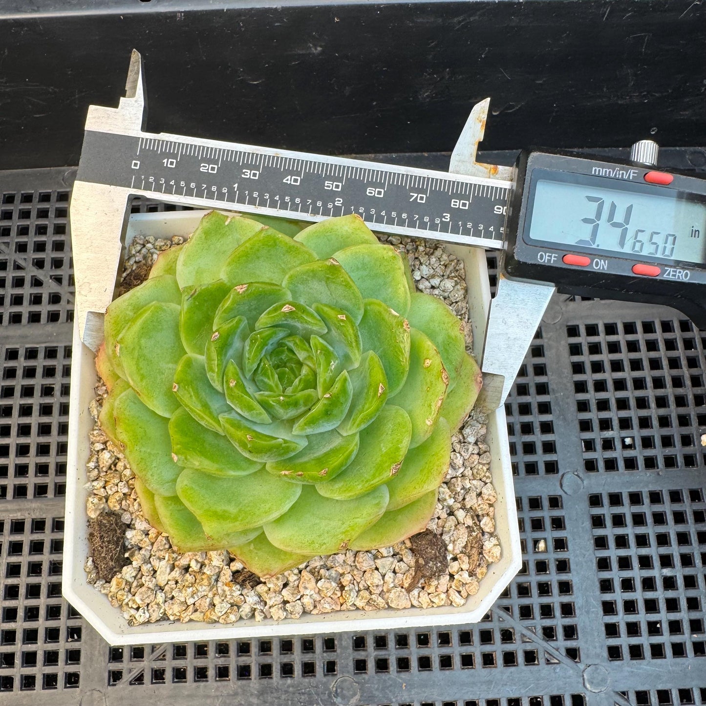 Echeveria ' green baby', single head, 3.4inches, S19