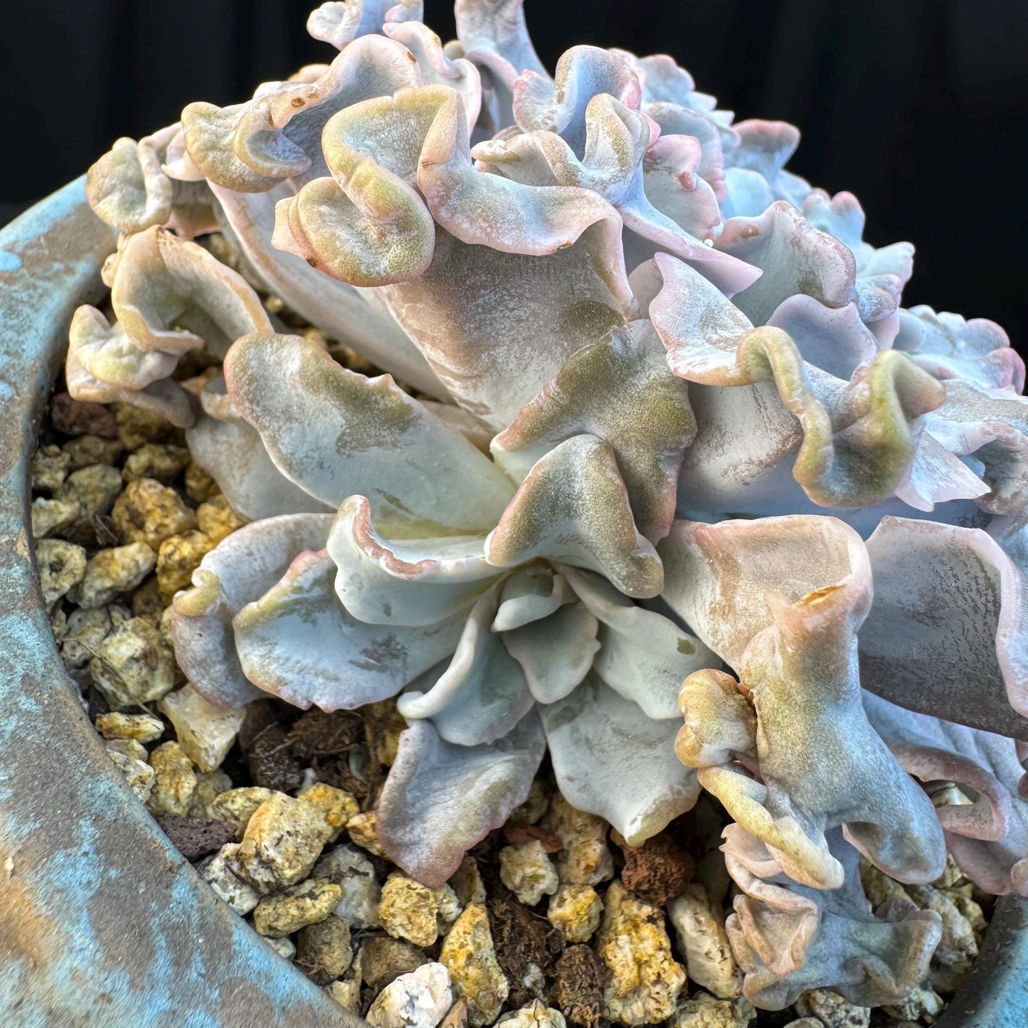 Echeveria ' crispate beauty ', a big head with a baby , 4.3inches, I06