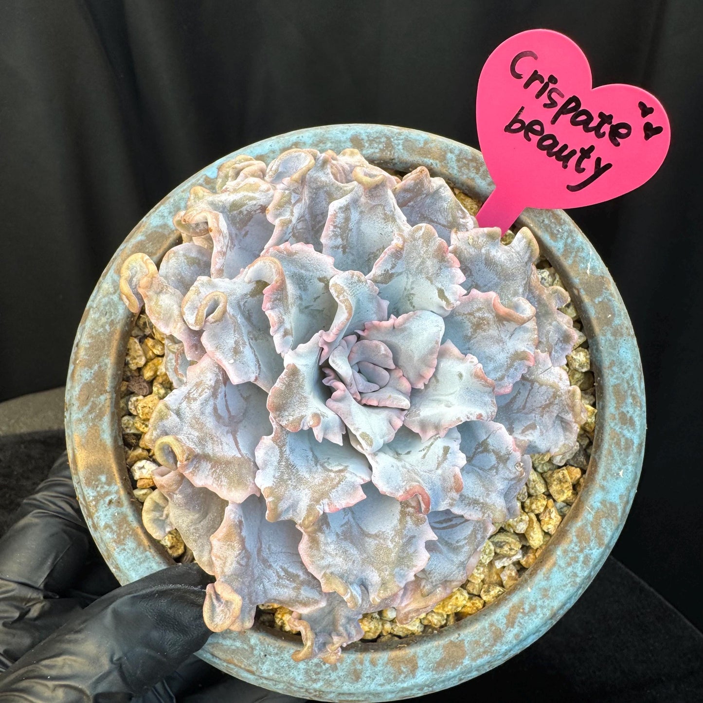 Echeveria ' crispate beauty ', a big head with a baby , 4.3inches, I06