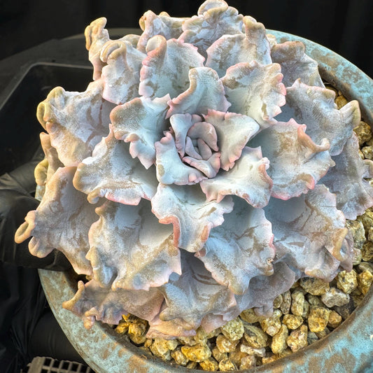 Echeveria ' crispate beauty ', a big head with a baby , 4.3inches, I06