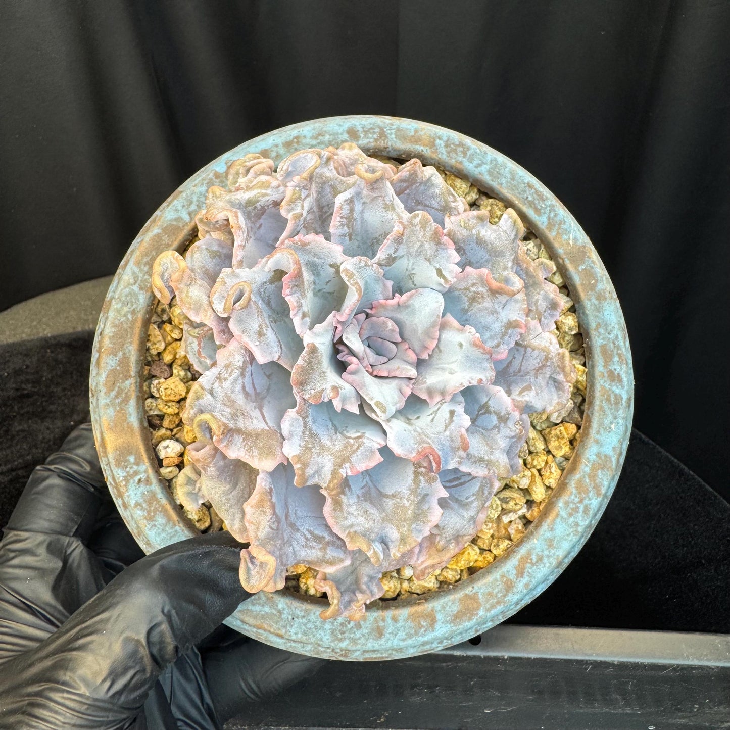 Echeveria ' crispate beauty ', a big head with a baby , 4.3inches, I06