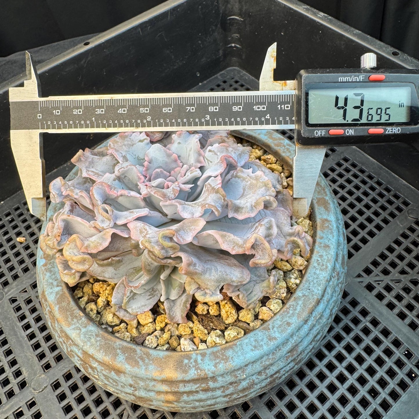 Echeveria ' crispate beauty ', a big head with a baby , 4.3inches, I06