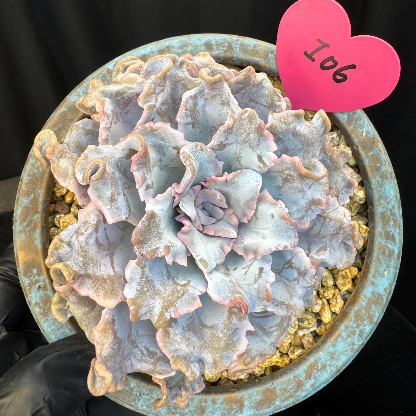 Echeveria ' crispate beauty ', a big head with a baby , 4.3inches, I06