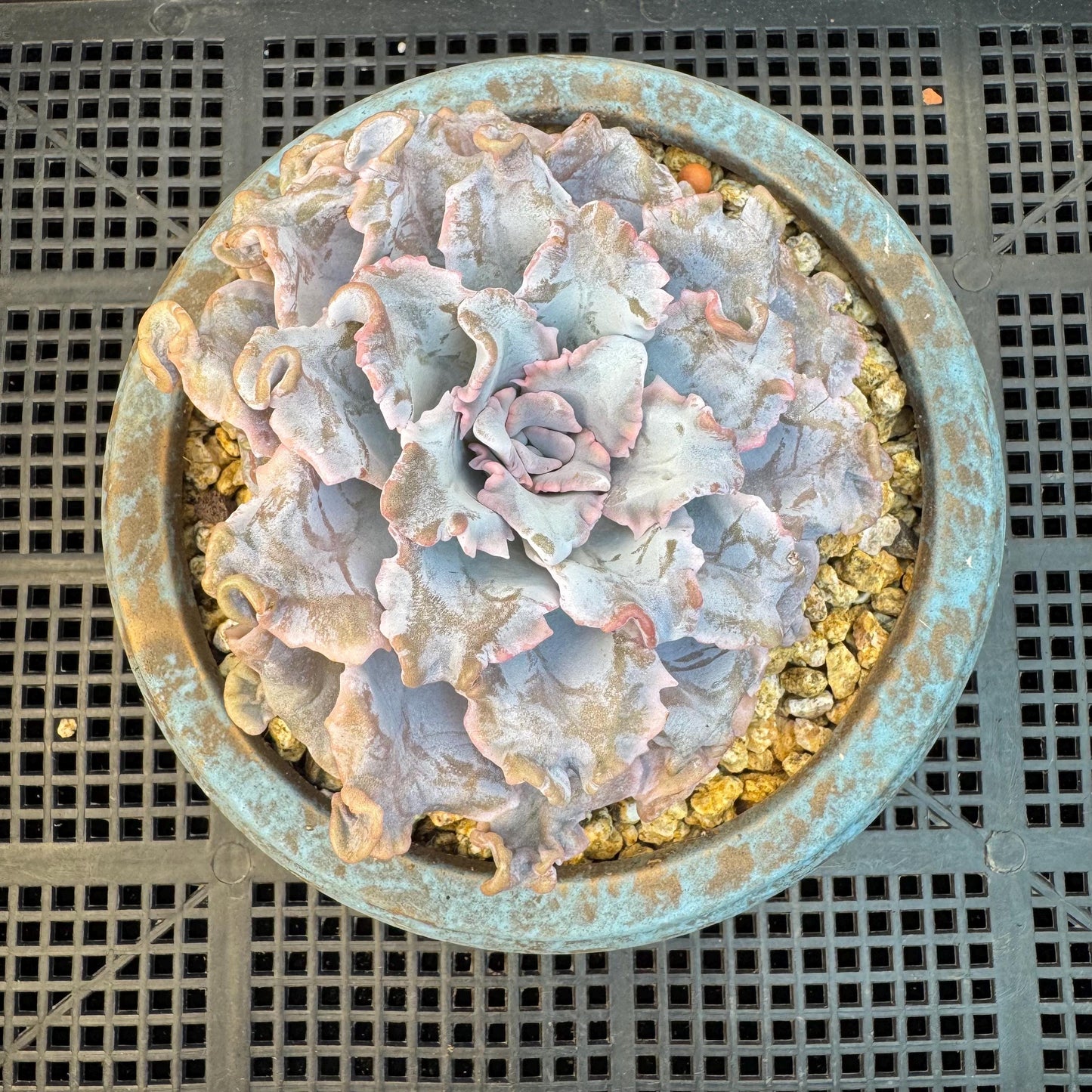 Echeveria ' crispate beauty ', a big head with a baby , 4.3inches, I06