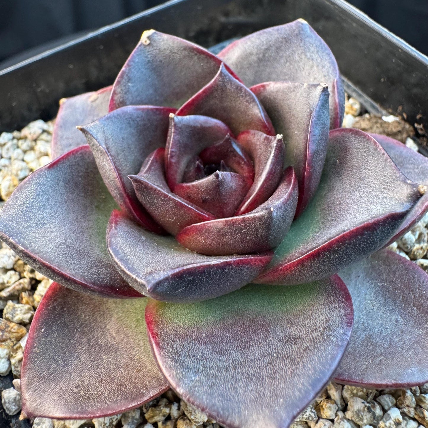Echeveria ' glowing rose ', a single head , 2.5inches, I12