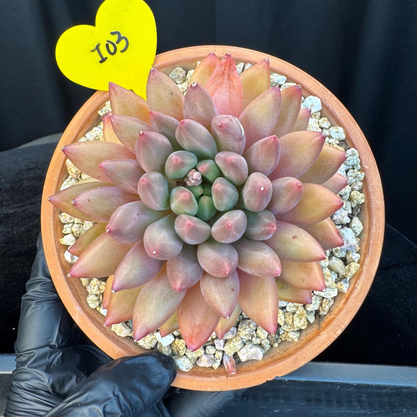 Echeveria ' YuJi ', single head, 4.2inches, I03