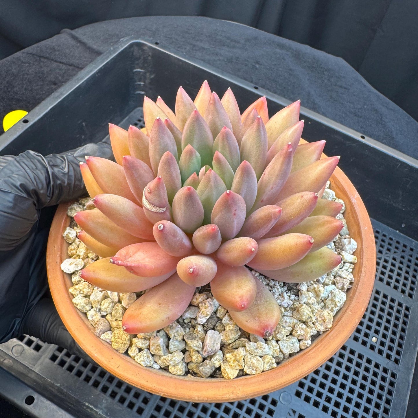 Echeveria ' YuJi ', single head, 4.2inches, I03