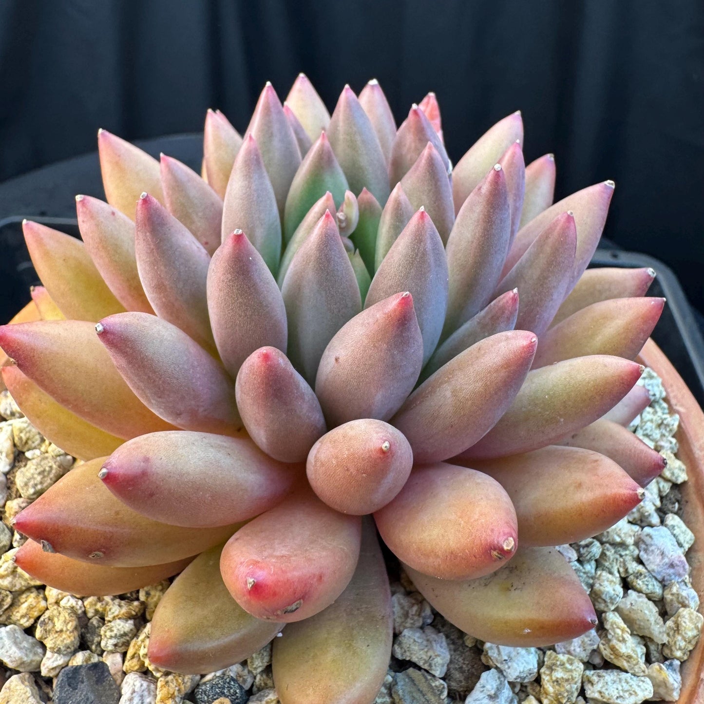 Echeveria ' YuJi ', single head, 4.2inches, I03
