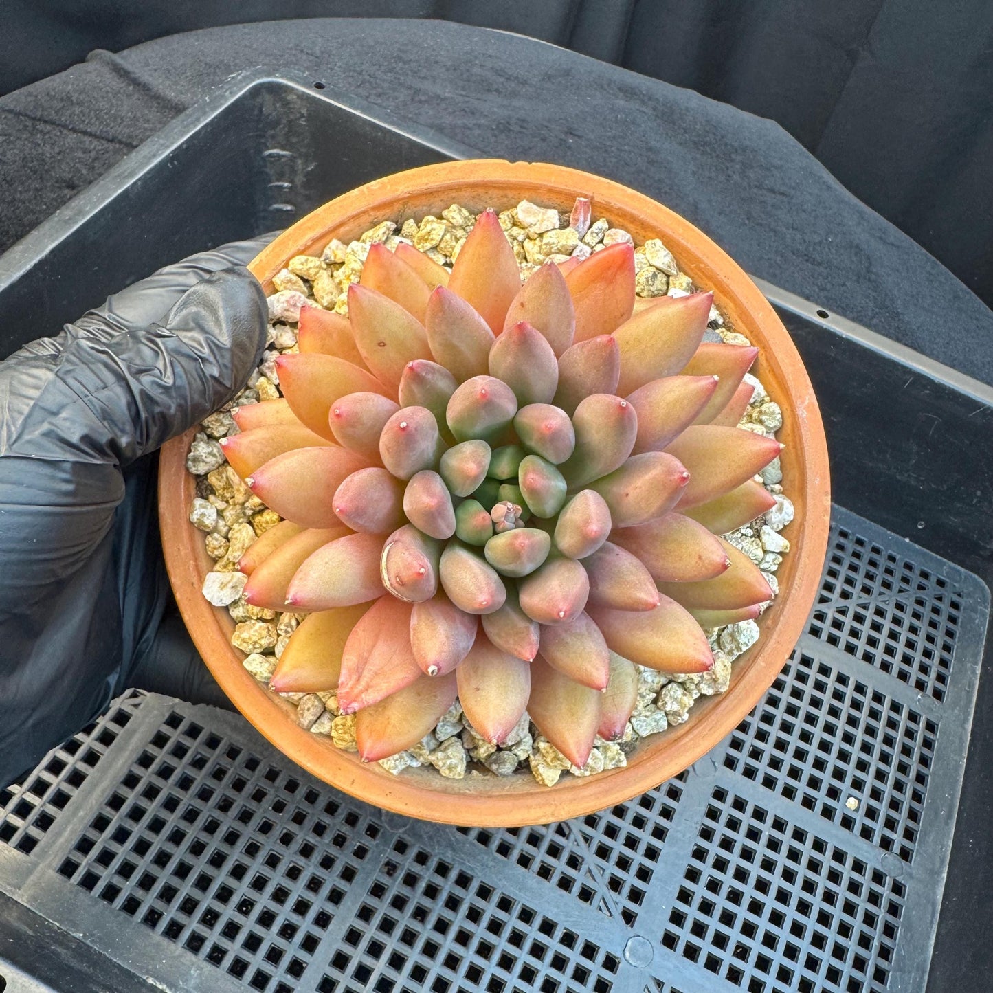 Echeveria ' YuJi ', single head, 4.2inches, I03