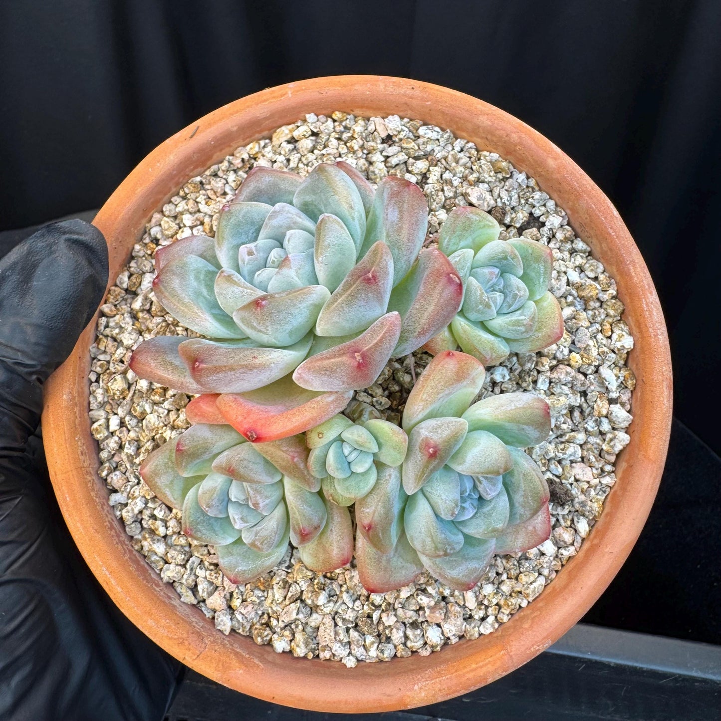 Echeveria ' Ice Green ' cluster, 3.4 inches, I02