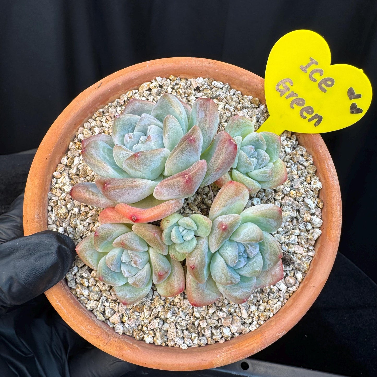 Echeveria ' Ice Green ' cluster, 3.4 inches, I02