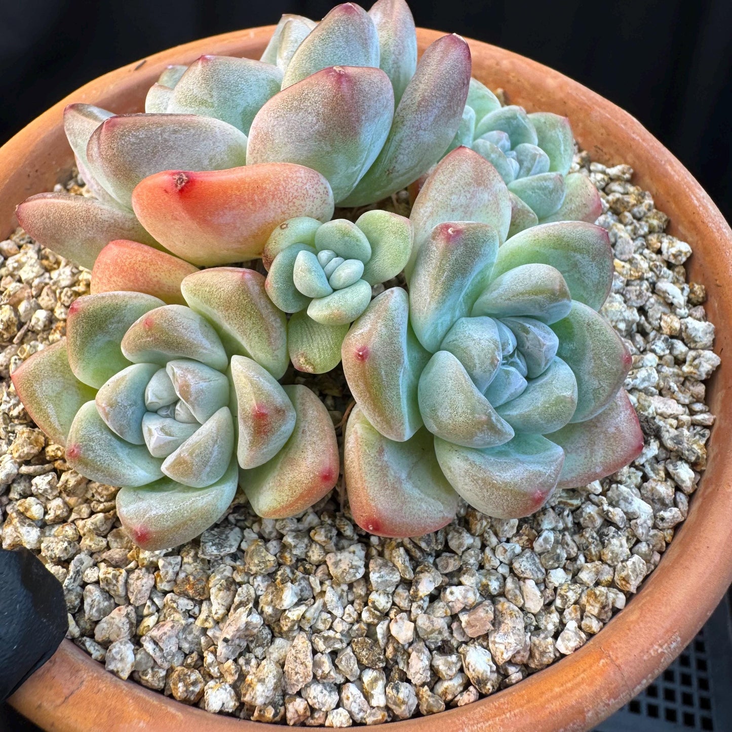 Echeveria ' Ice Green ' cluster, 3.4 inches, I02