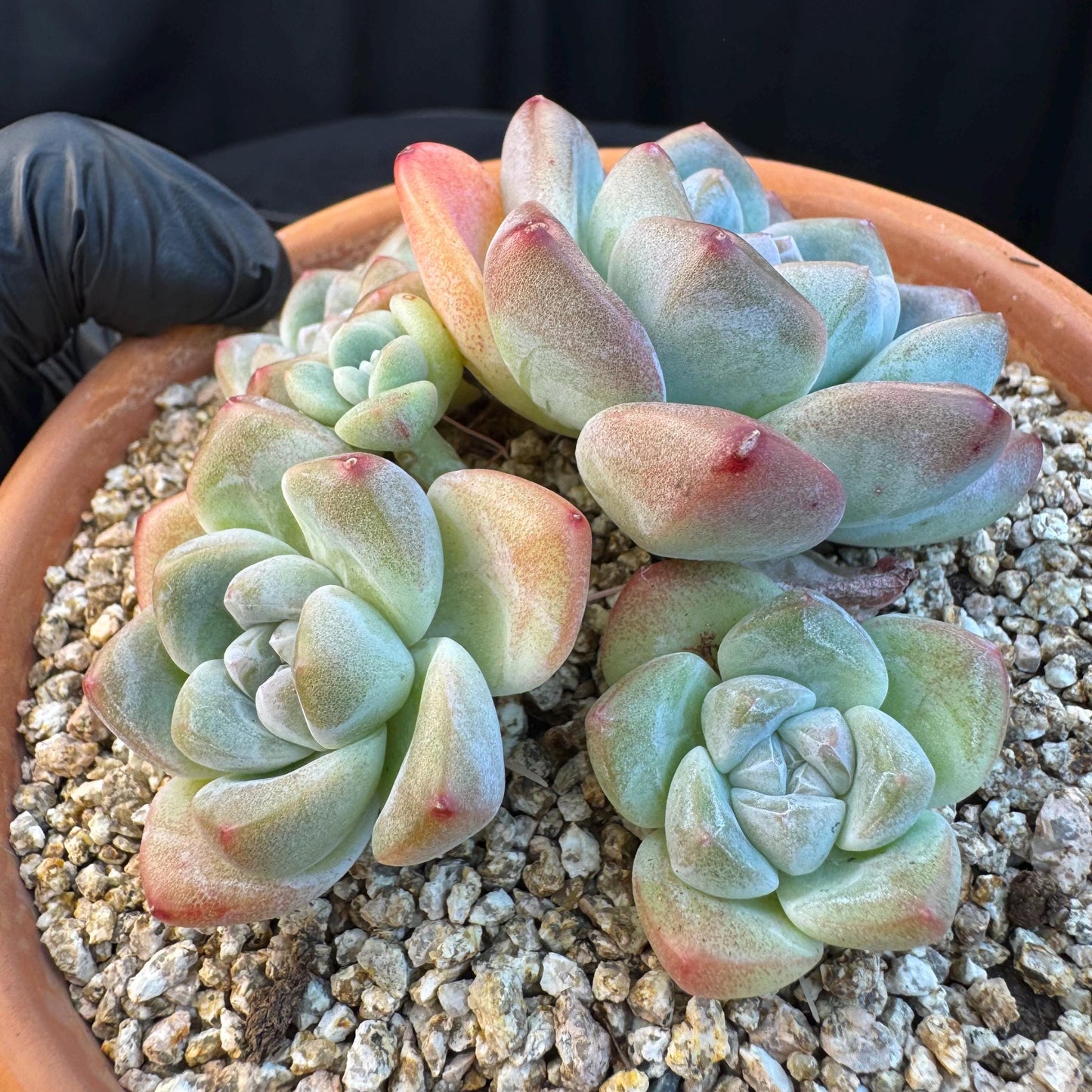 Echeveria ' Ice Green ' cluster, 3.4 inches, I02