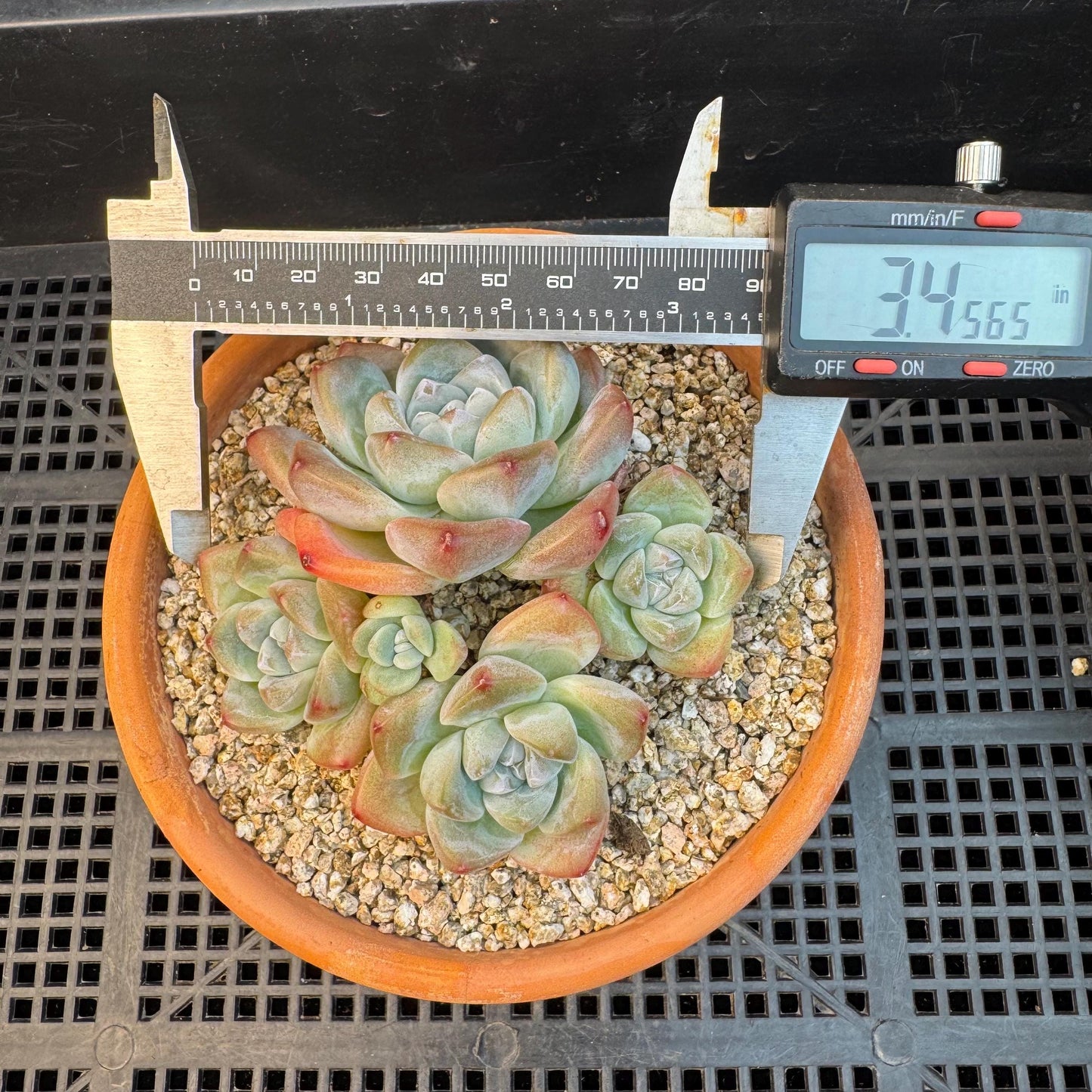 Echeveria ' Ice Green ' cluster, 3.4 inches, I02