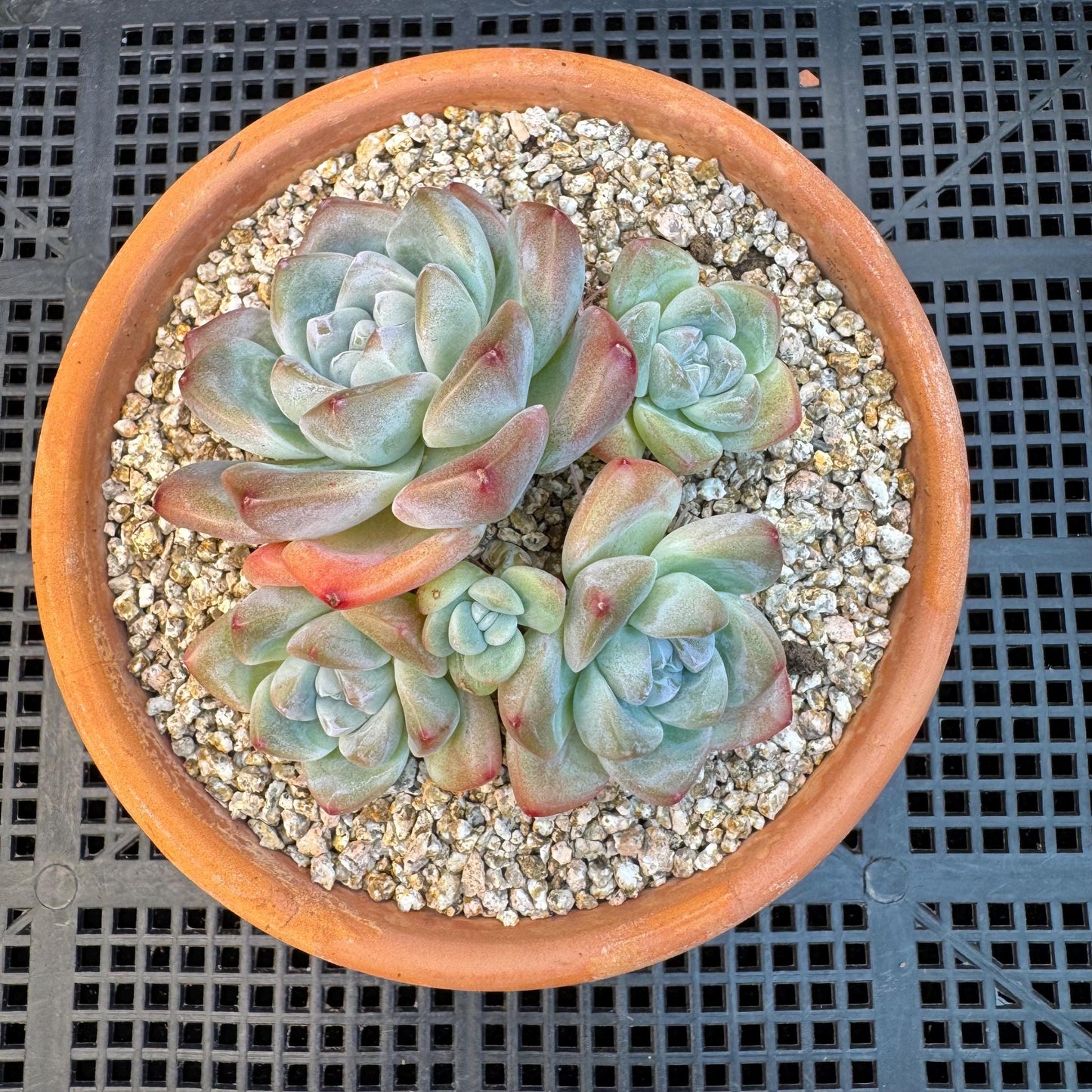Echeveria ' Ice Green ' cluster, 3.4 inches, I02
