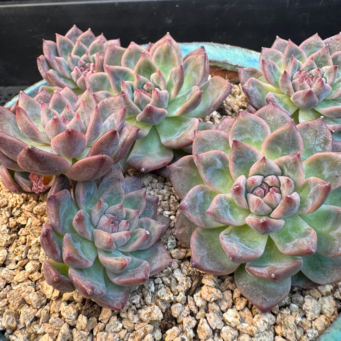 Echeveria' Bloom Fairy ' cluster, 5.0inches, I11