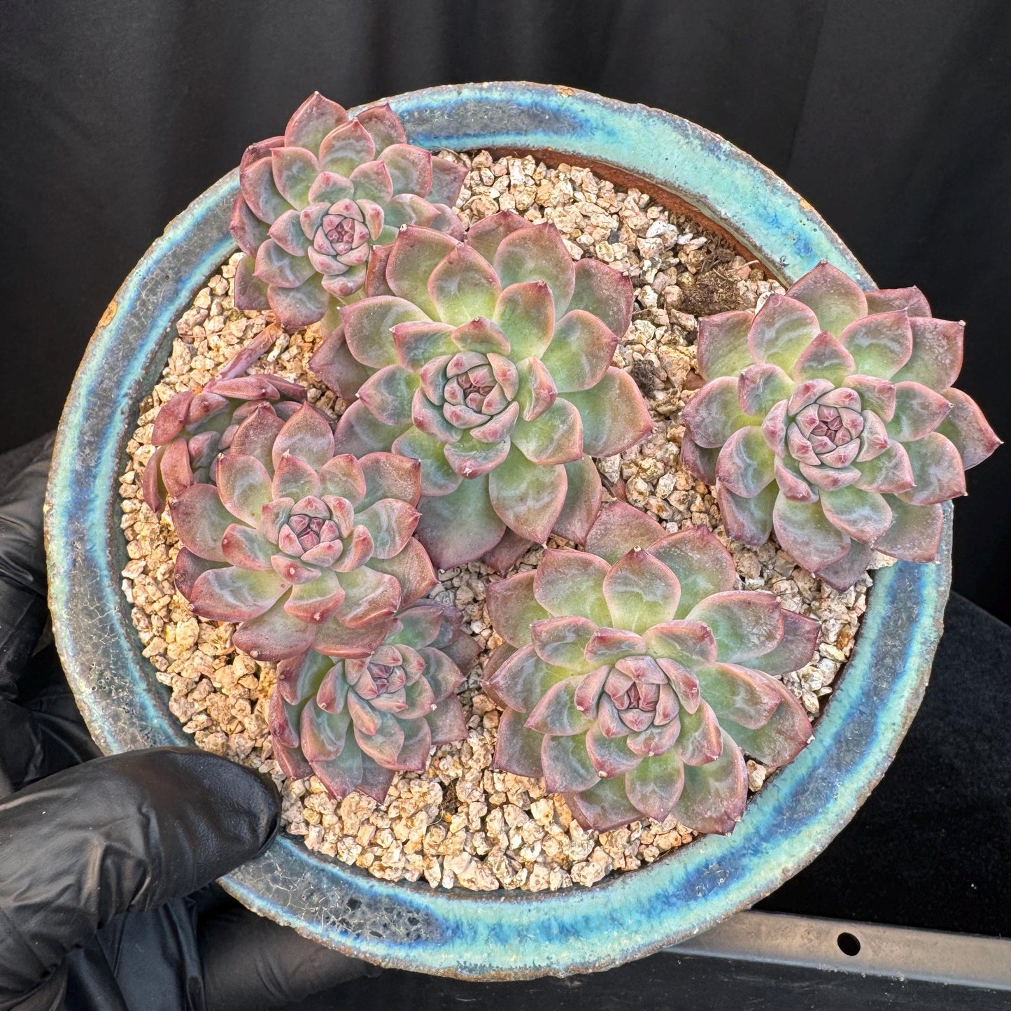Echeveria' Bloom Fairy ' cluster, 5.0inches, I11
