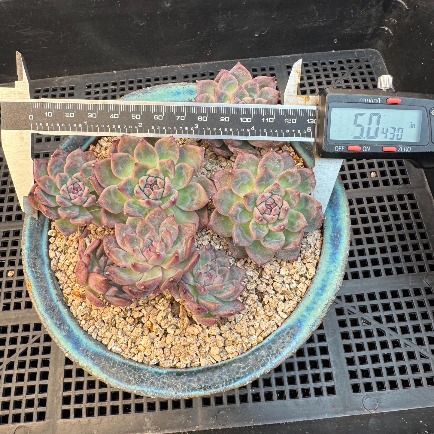 Echeveria' Bloom Fairy ' cluster, 5.0inches, I11