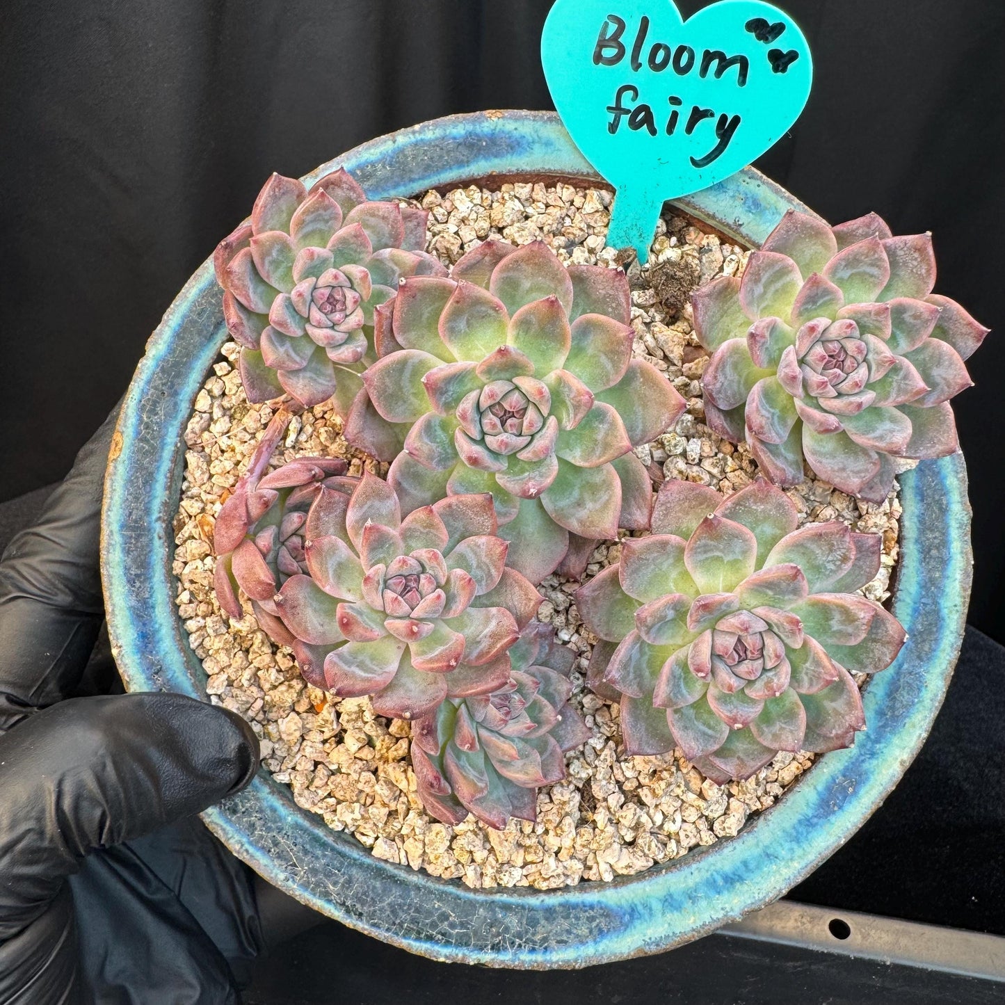 Echeveria' Bloom Fairy ' cluster, 5.0inches, I11