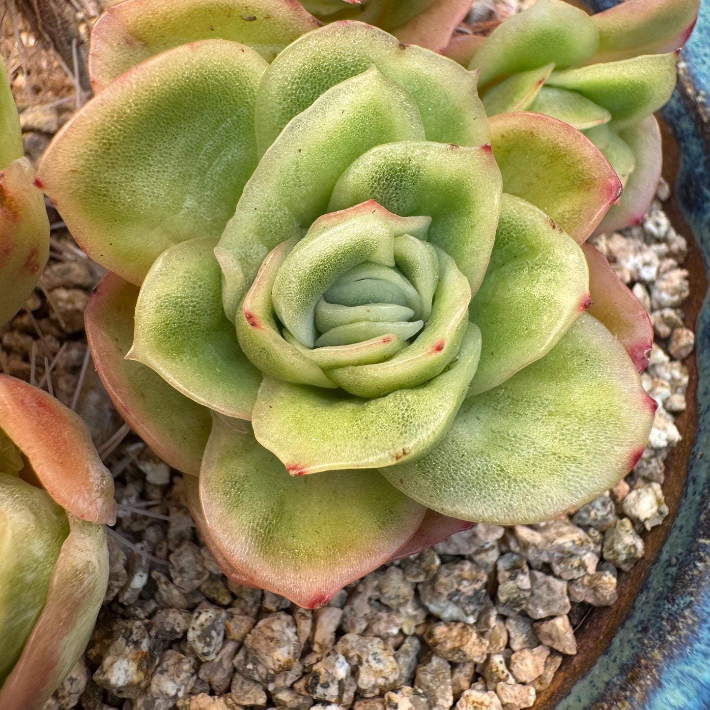 Echeveria ' ice rose variegated ' cluster, 4.5inches, I16