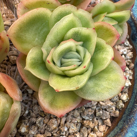 Echeveria ' ice rose variegated ' cluster, 4.5inches, I16