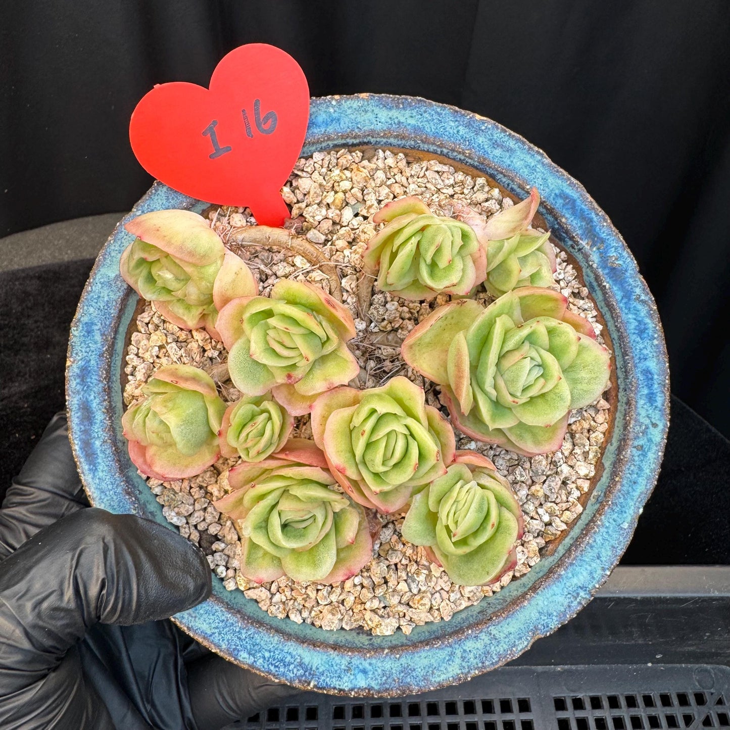 Echeveria ' ice rose variegated ' cluster, 4.5inches, I16