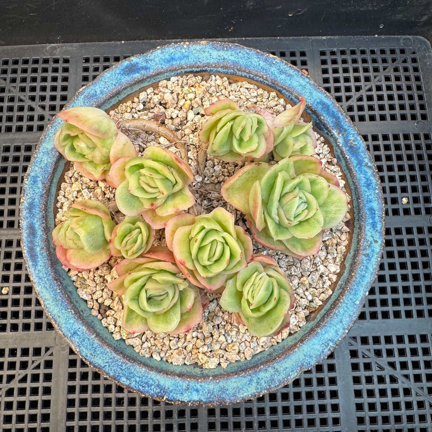 Echeveria ' ice rose variegated ' cluster, 4.5inches, I16