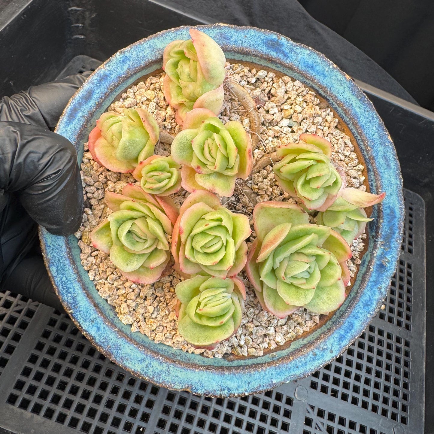 Echeveria ' ice rose variegated ' cluster, 4.5inches, I16