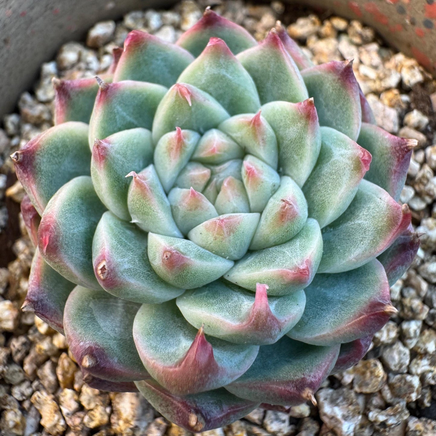 Echeveria ' silkworm cocoon ', small single head, 1.6inches, I10