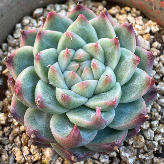 Echeveria ' silkworm cocoon ', small single head, 1.6inches, I10