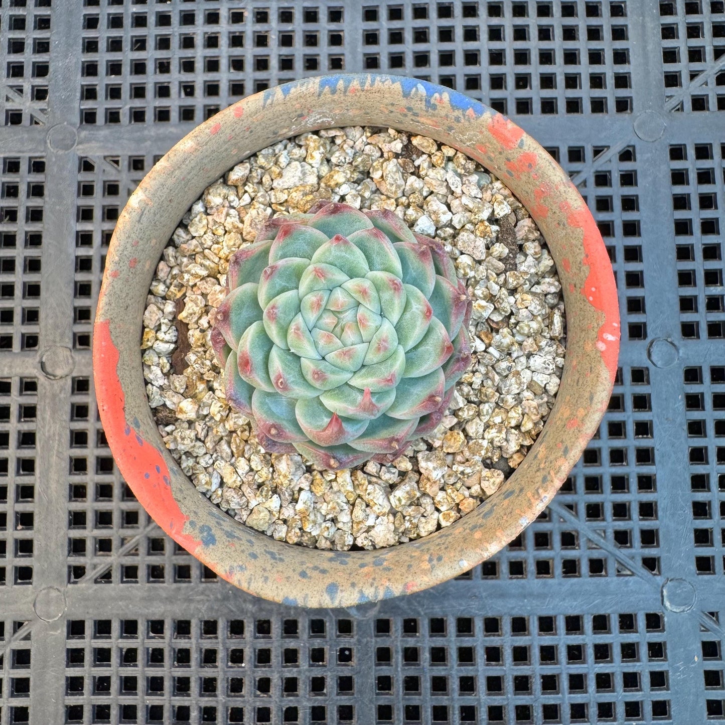 Echeveria ' silkworm cocoon ', small single head, 1.6inches, I10