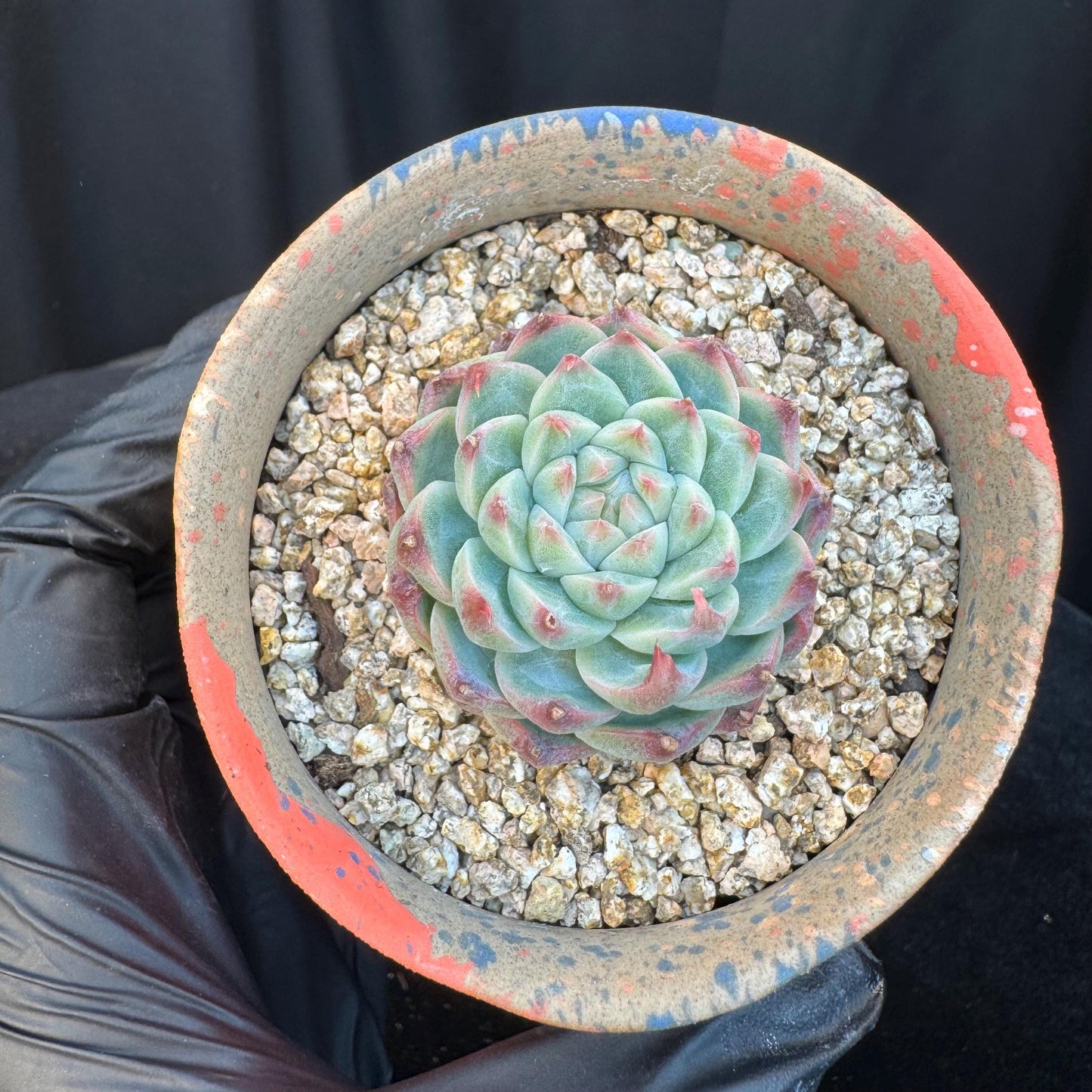 Echeveria ' silkworm cocoon ', small single head, 1.6inches, I10