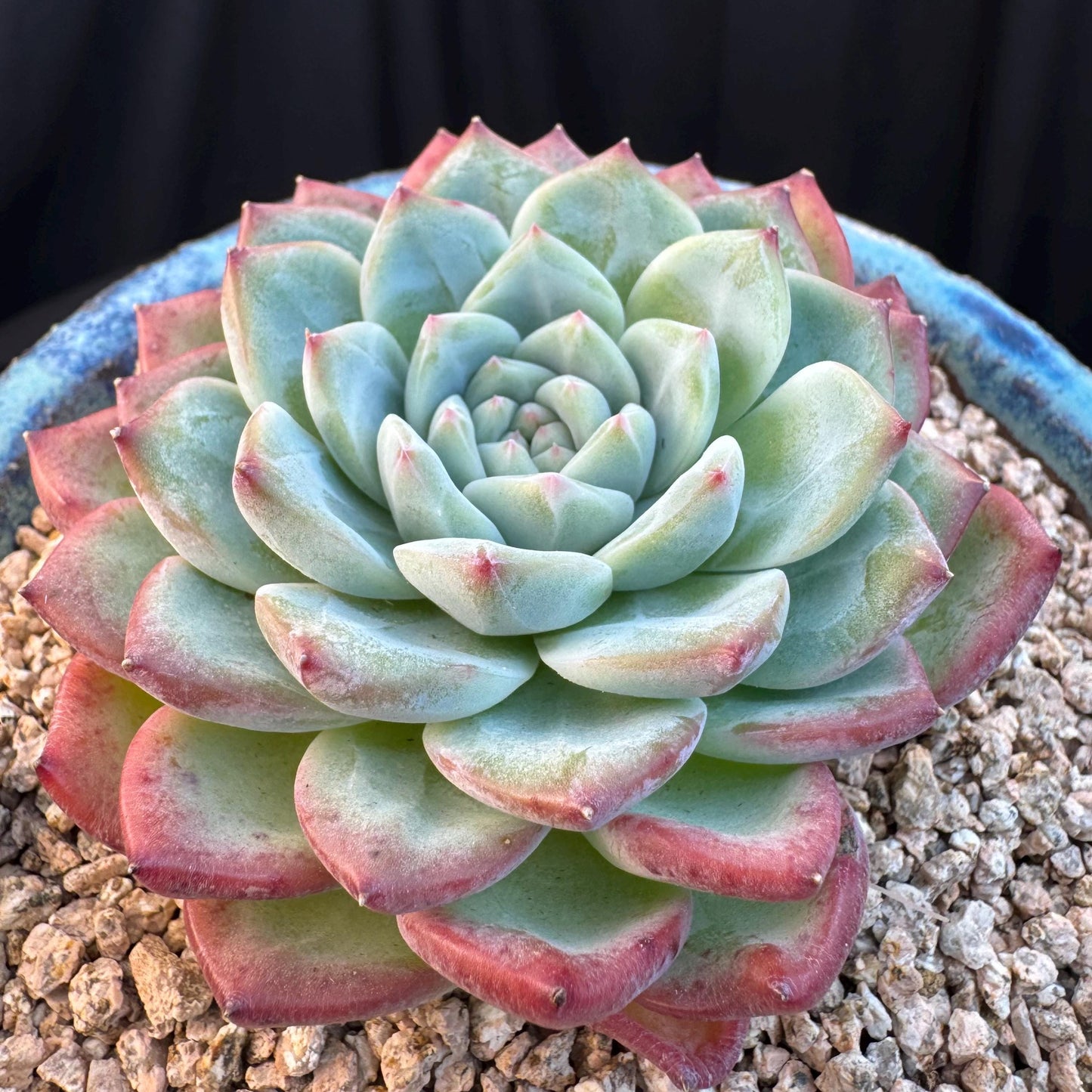 Echeveria ' white peach blossom ', single head,3.1inches, I15