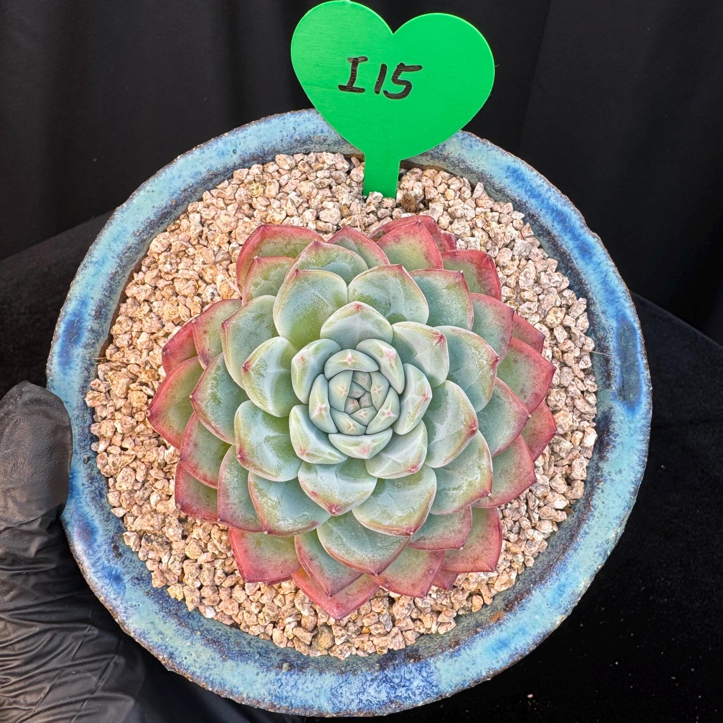 Echeveria ' white peach blossom ', single head,3.1inches, I15