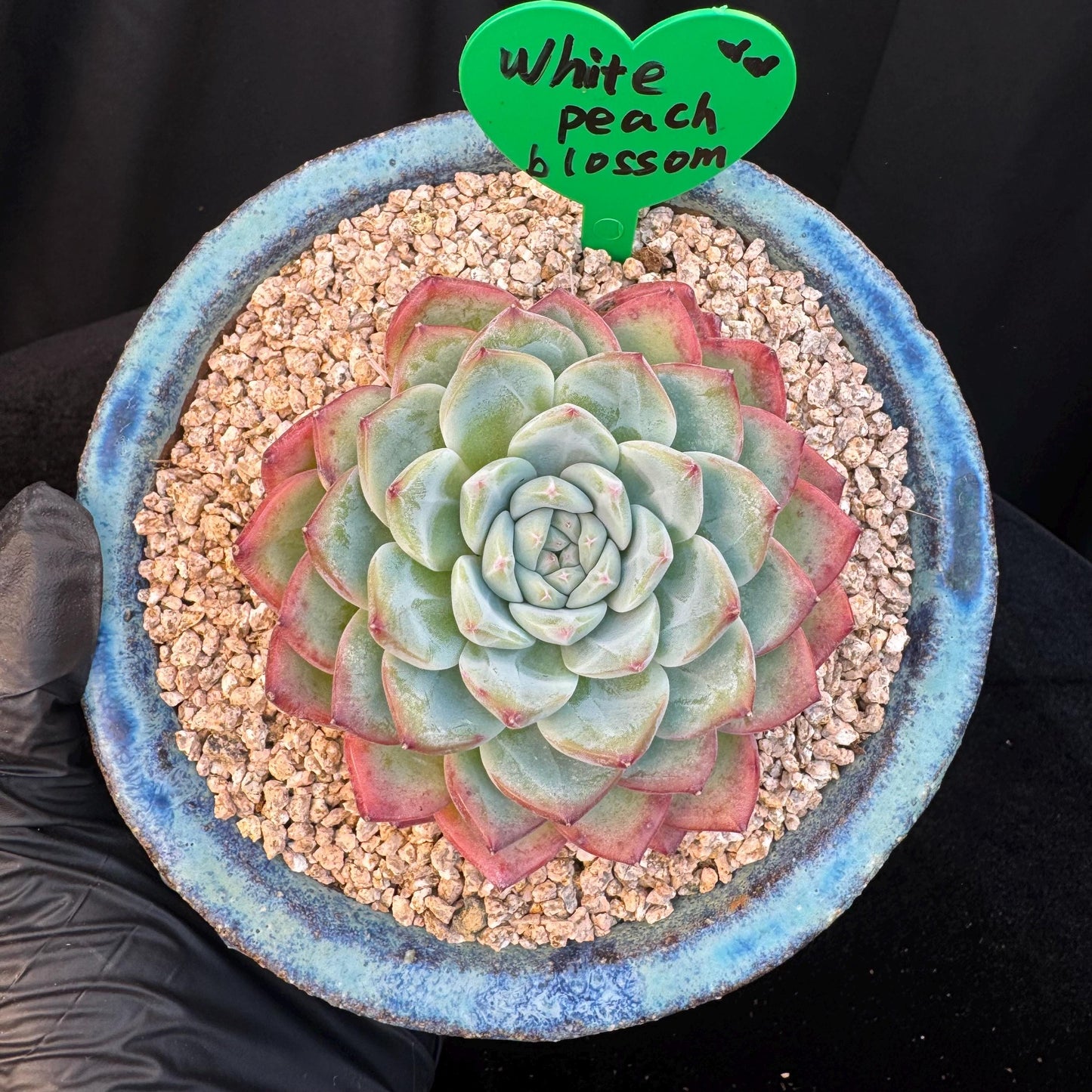 Echeveria ' white peach blossom ', single head,3.1inches, I15