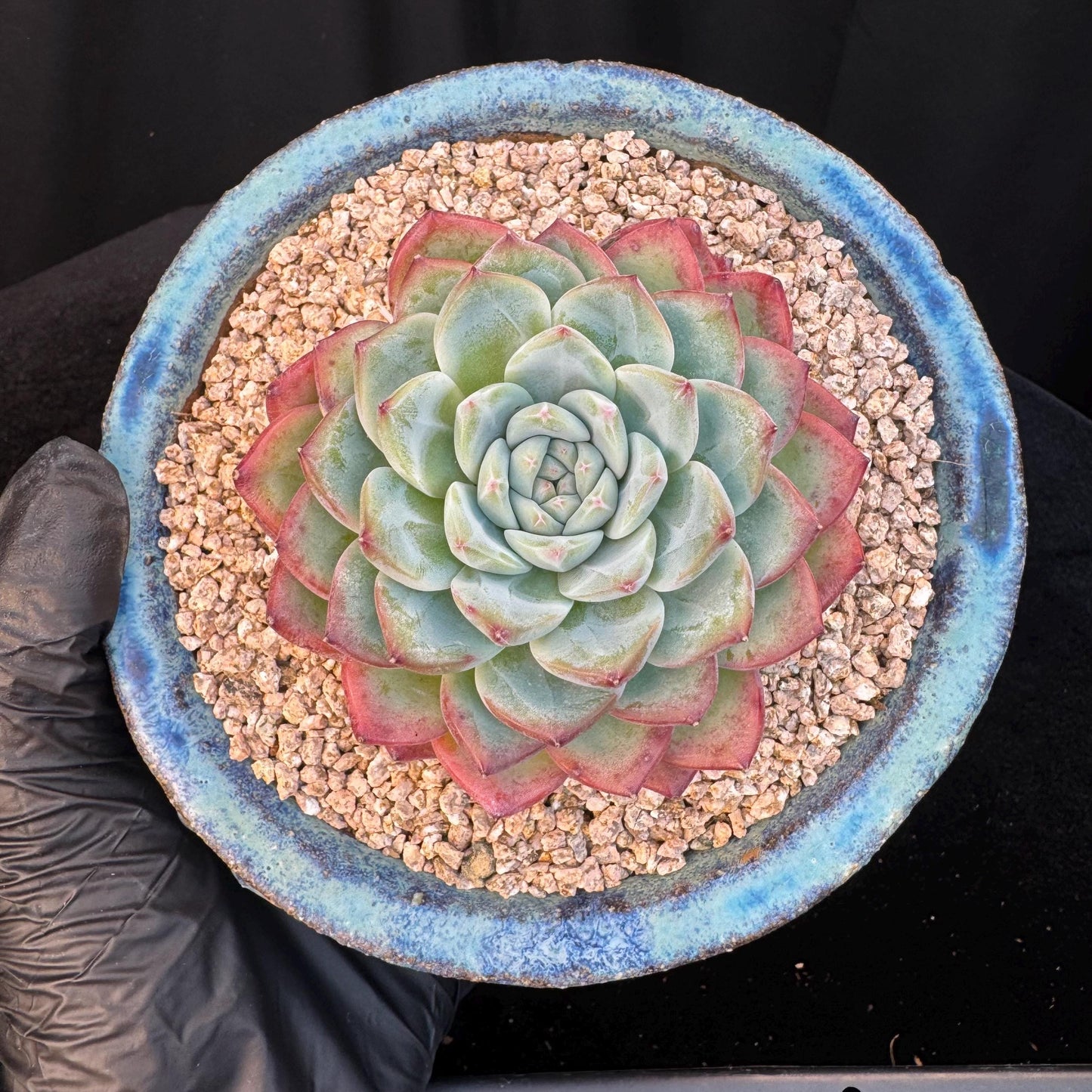Echeveria ' white peach blossom ', single head,3.1inches, I15