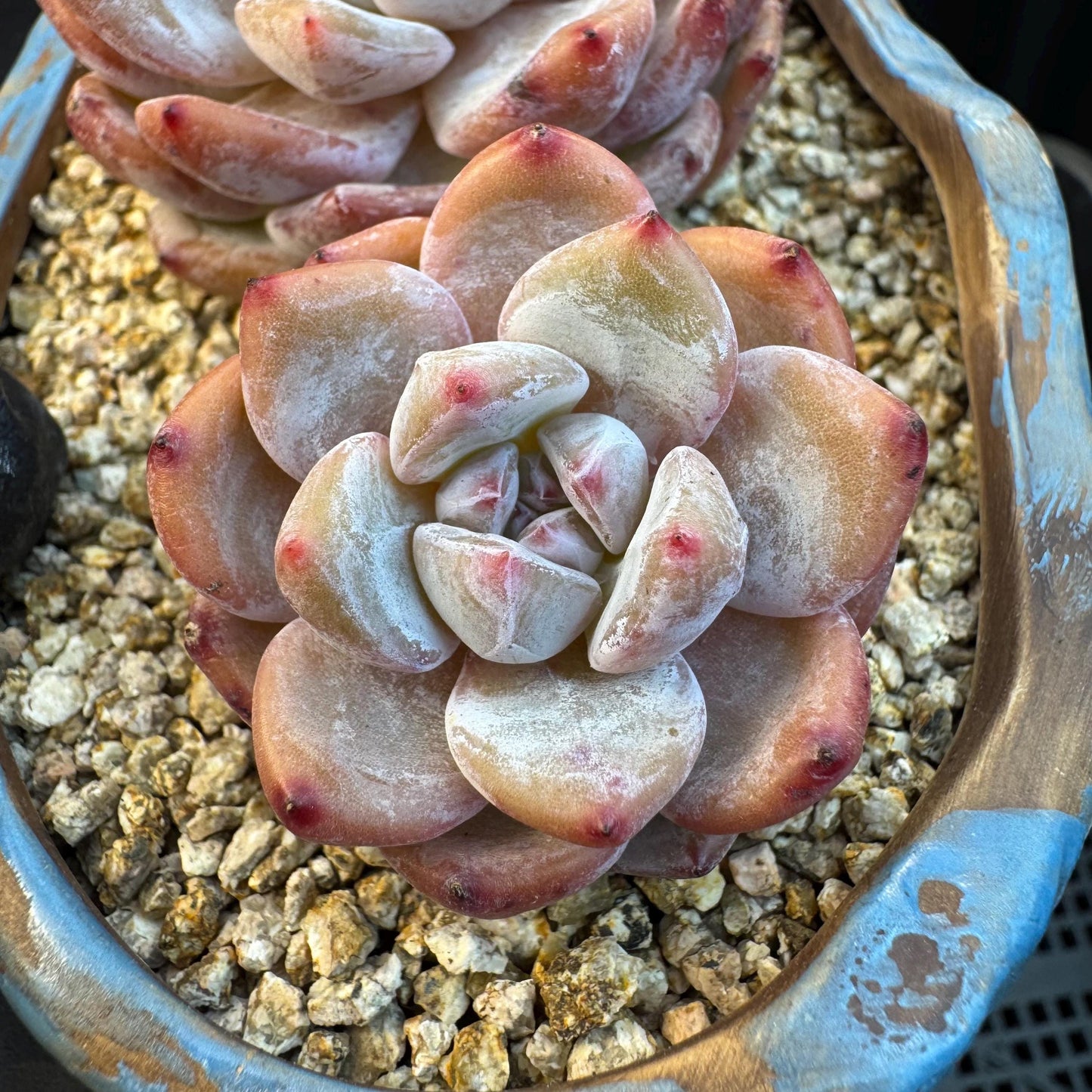 Echeveria ' Orange Monroe ', small cluster, 4.4inches, I01