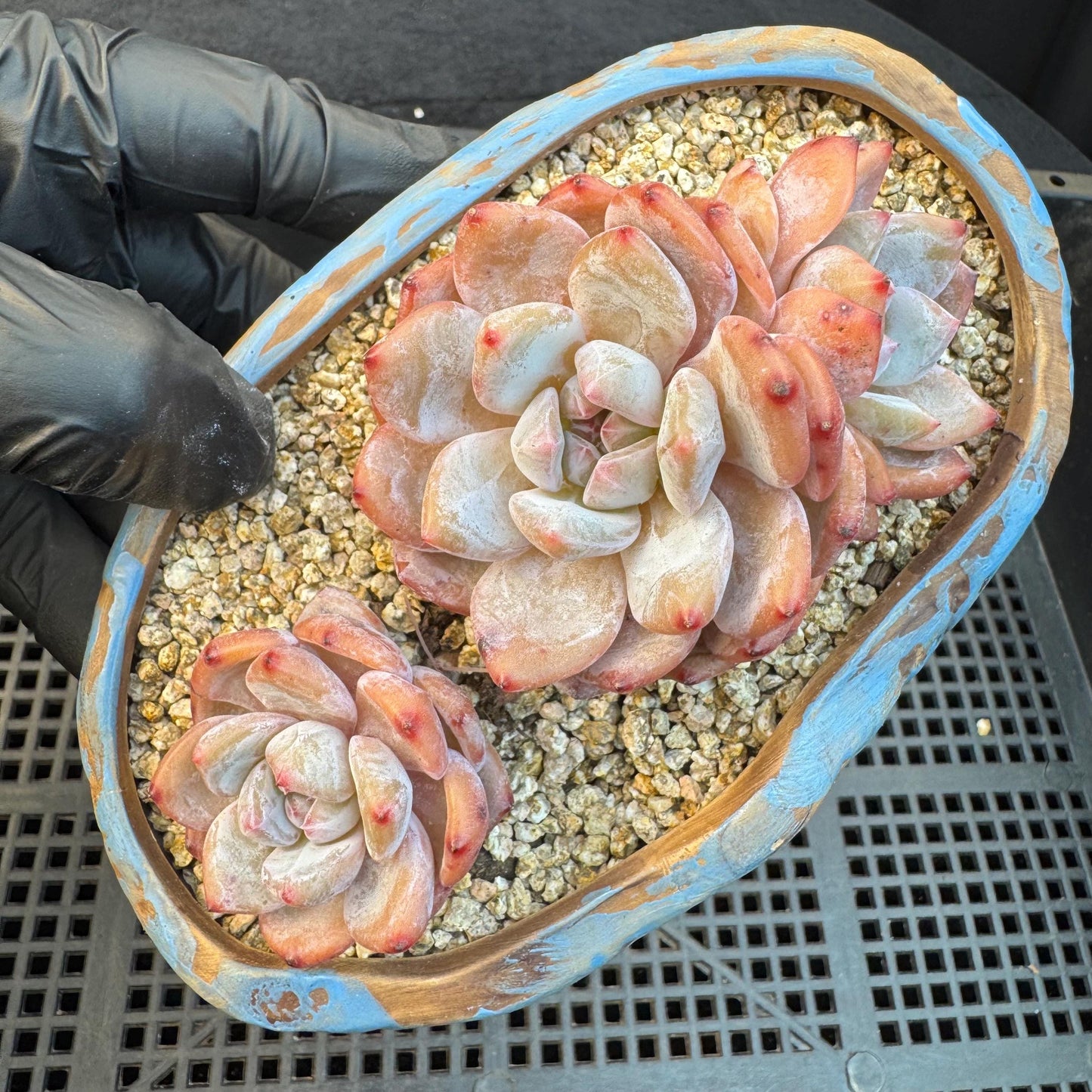 Echeveria ' Orange Monroe ', small cluster, 4.4inches, I01