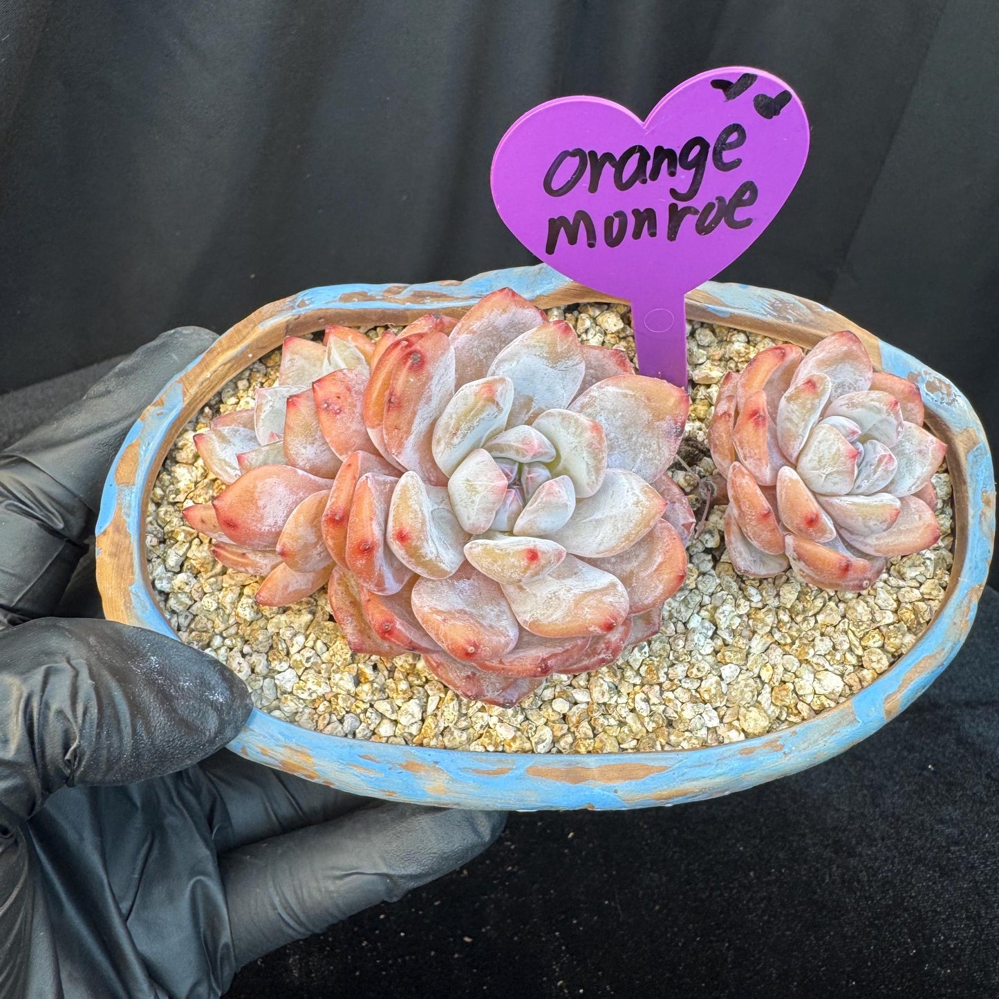 Echeveria ' Orange Monroe ', small cluster, 4.4inches, I01