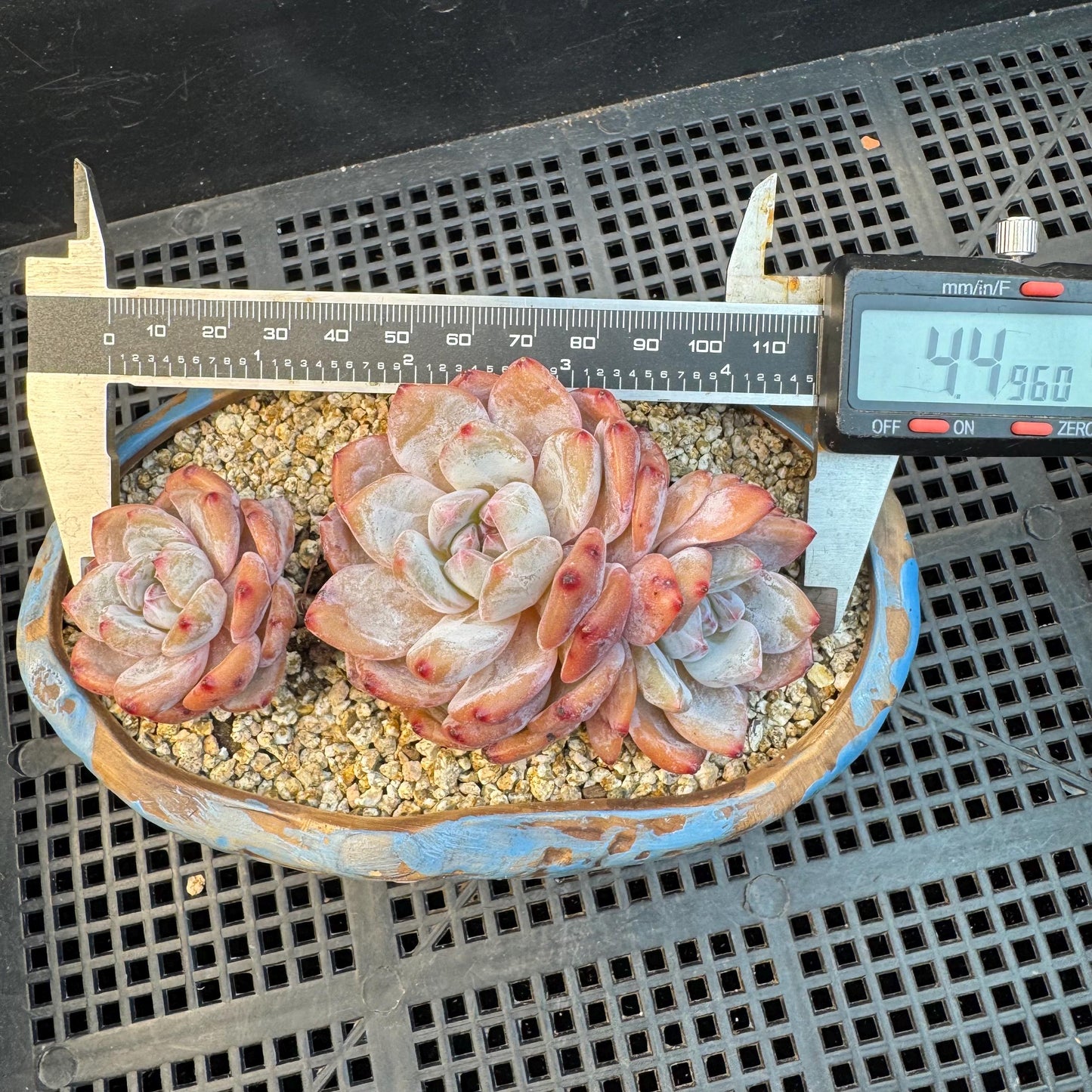 Echeveria ' Orange Monroe ', small cluster, 4.4inches, I01