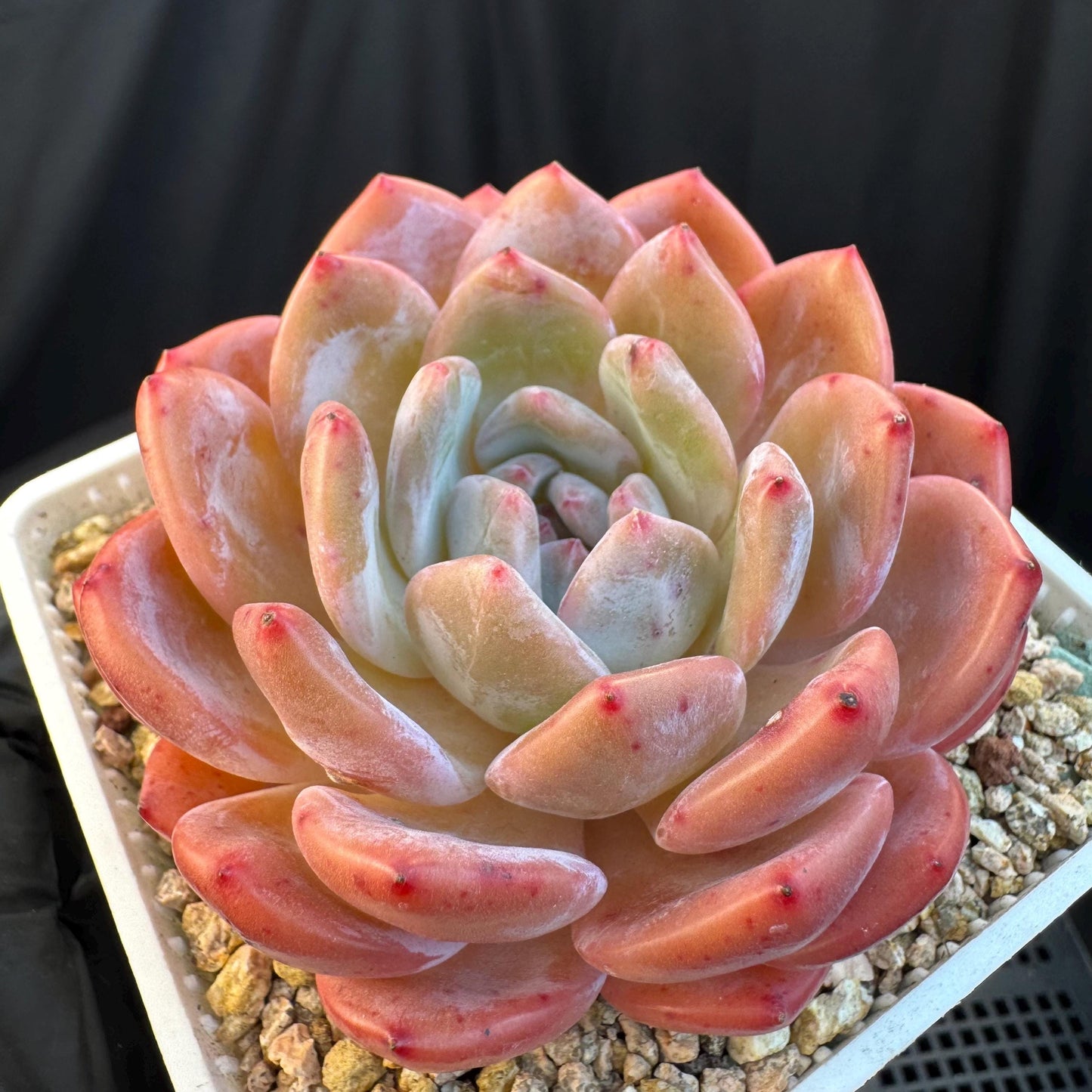 Echeveria '  pinecone orange Monroe', a big single head , 3.3inches, I13
