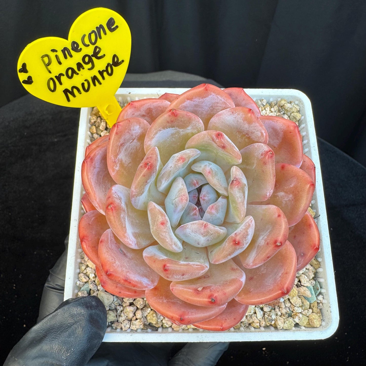 Echeveria '  pinecone orange Monroe', a big single head , 3.3inches, I13