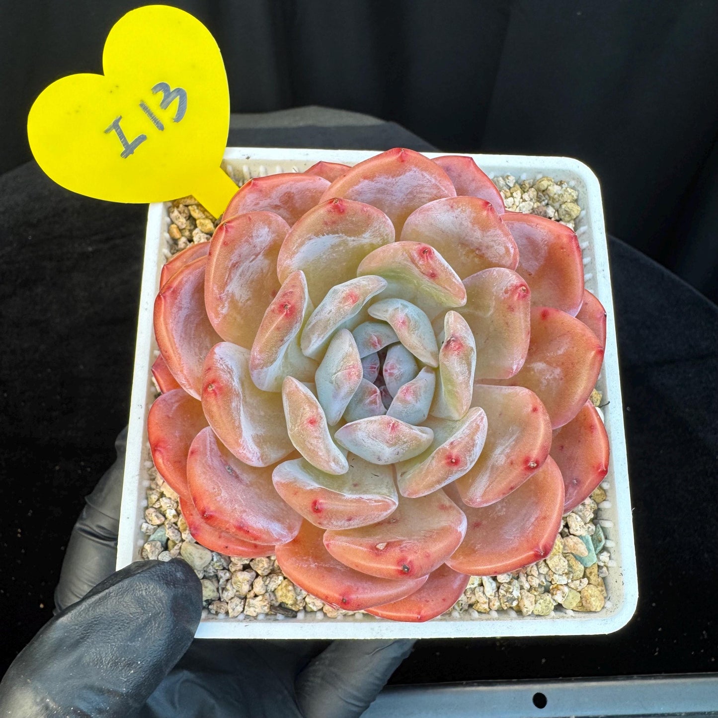 Echeveria '  pinecone orange Monroe', a big single head , 3.3inches, I13