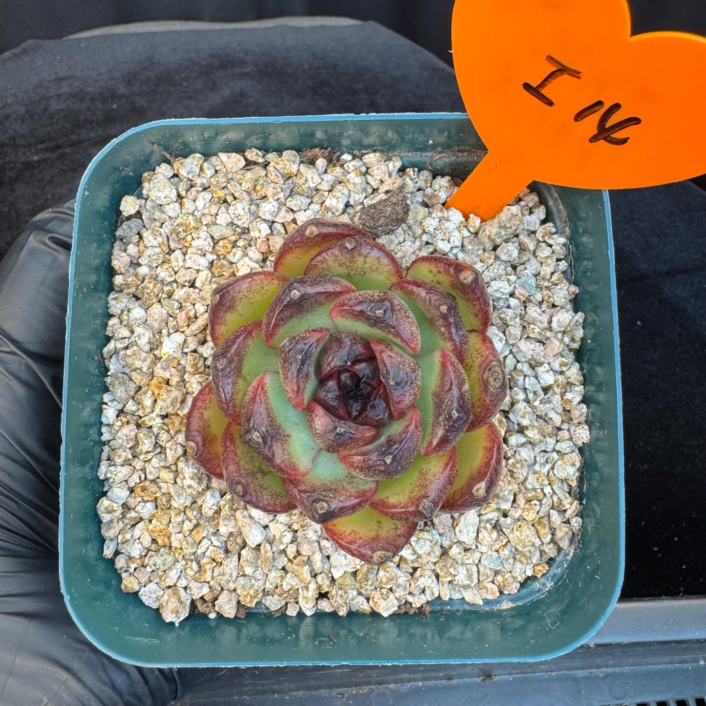 Echeveria  'Ink pond ', a small single head, 2.2inches, I14