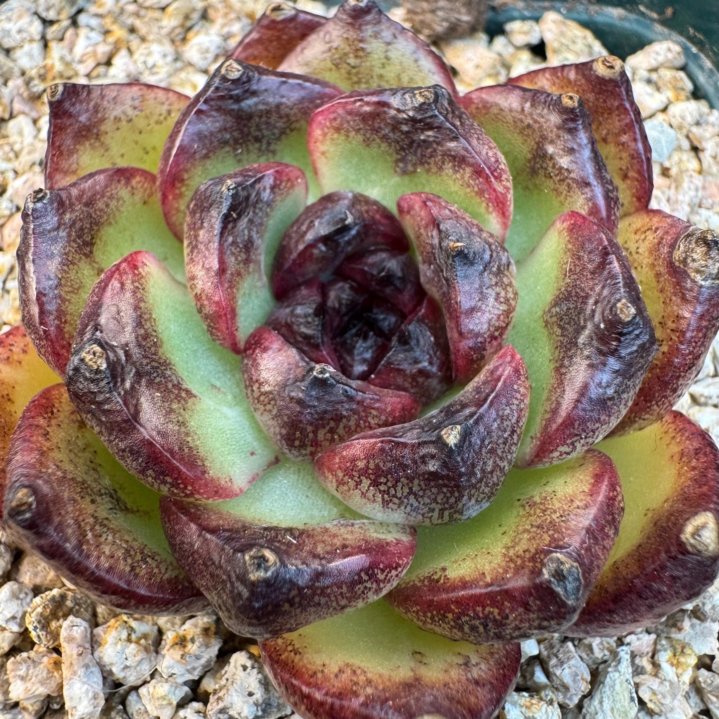 Echeveria  'Ink pond ', a small single head, 2.2inches, I14
