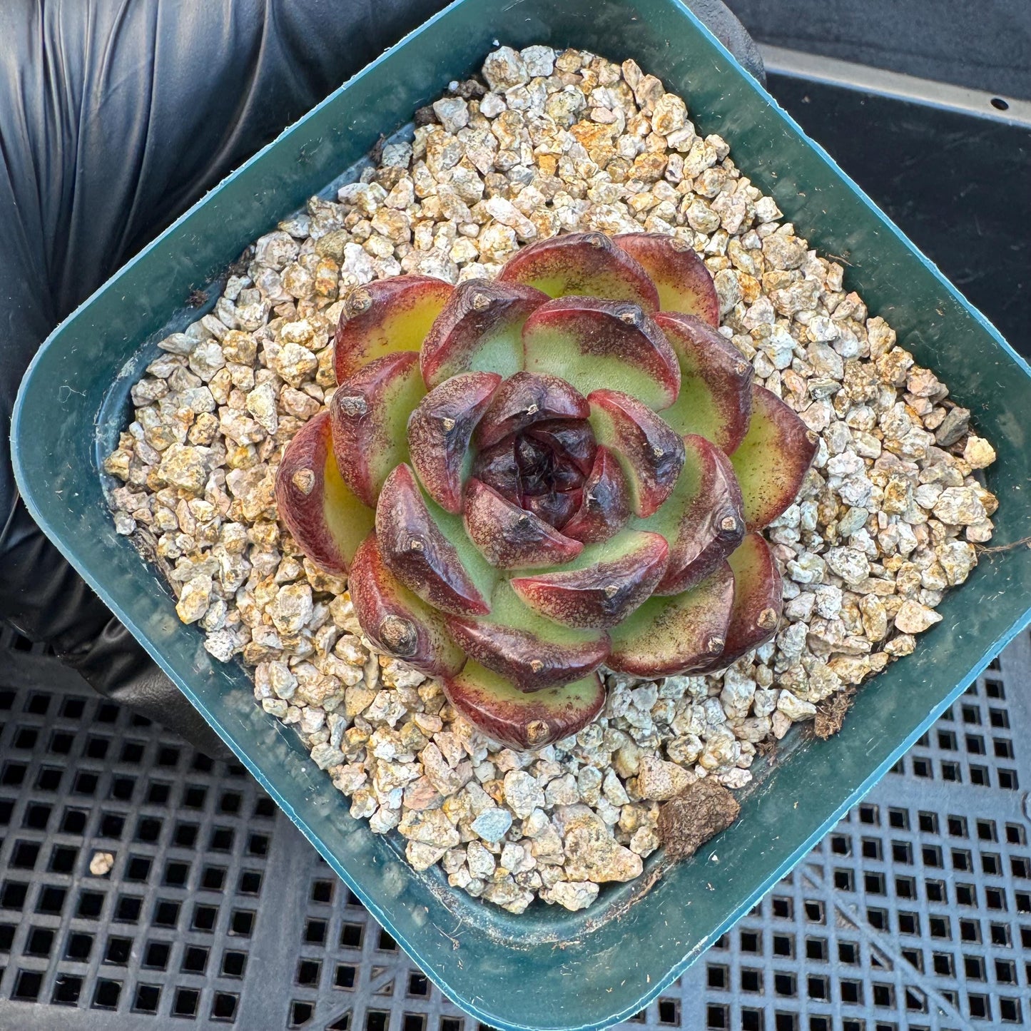 Echeveria  'Ink pond ', a small single head, 2.2inches, I14