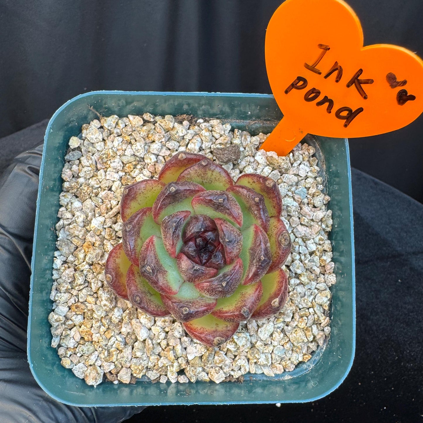 Echeveria  'Ink pond ', a small single head, 2.2inches, I14