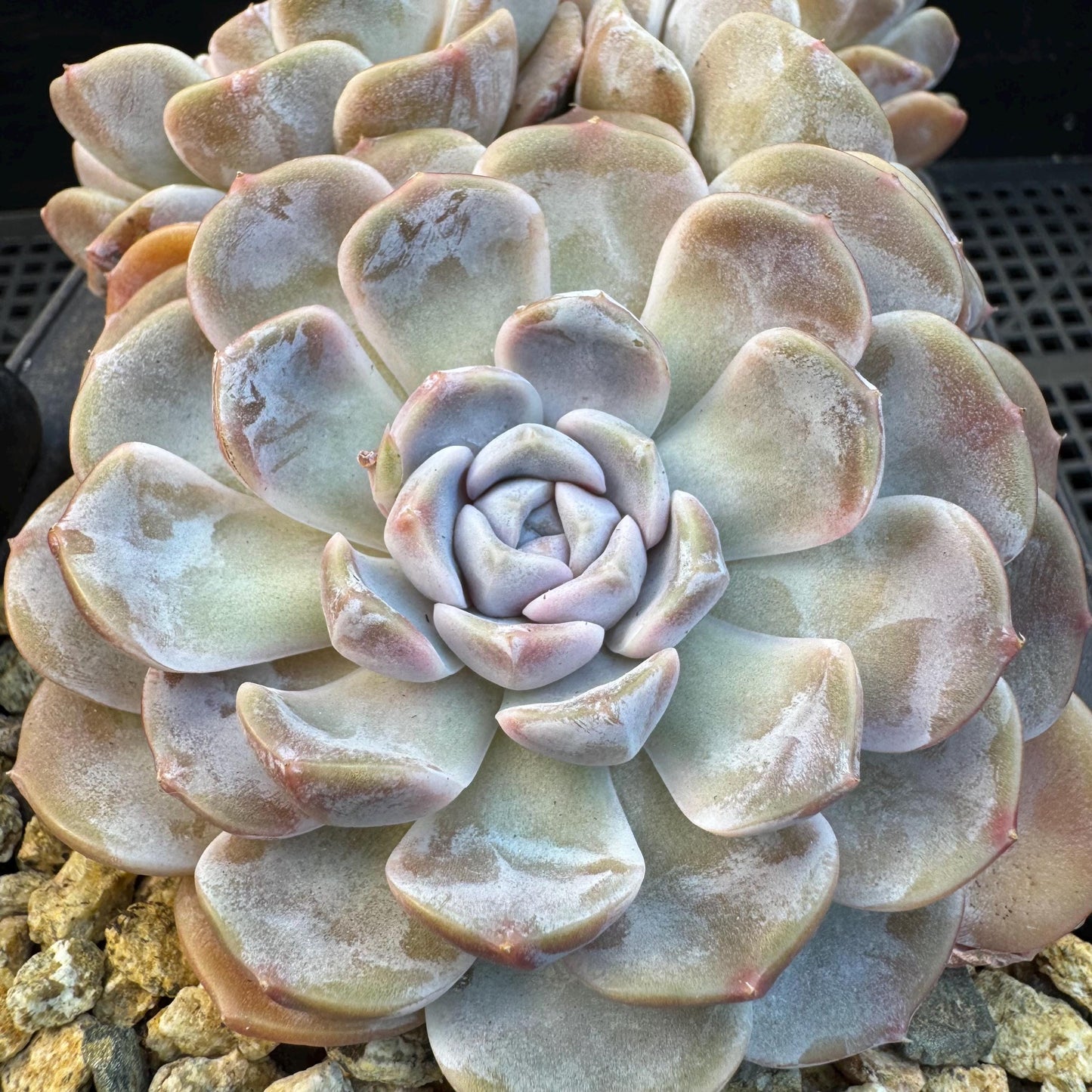 Echeveria ' Tynee burger ', big cluster, length 6inches, I07